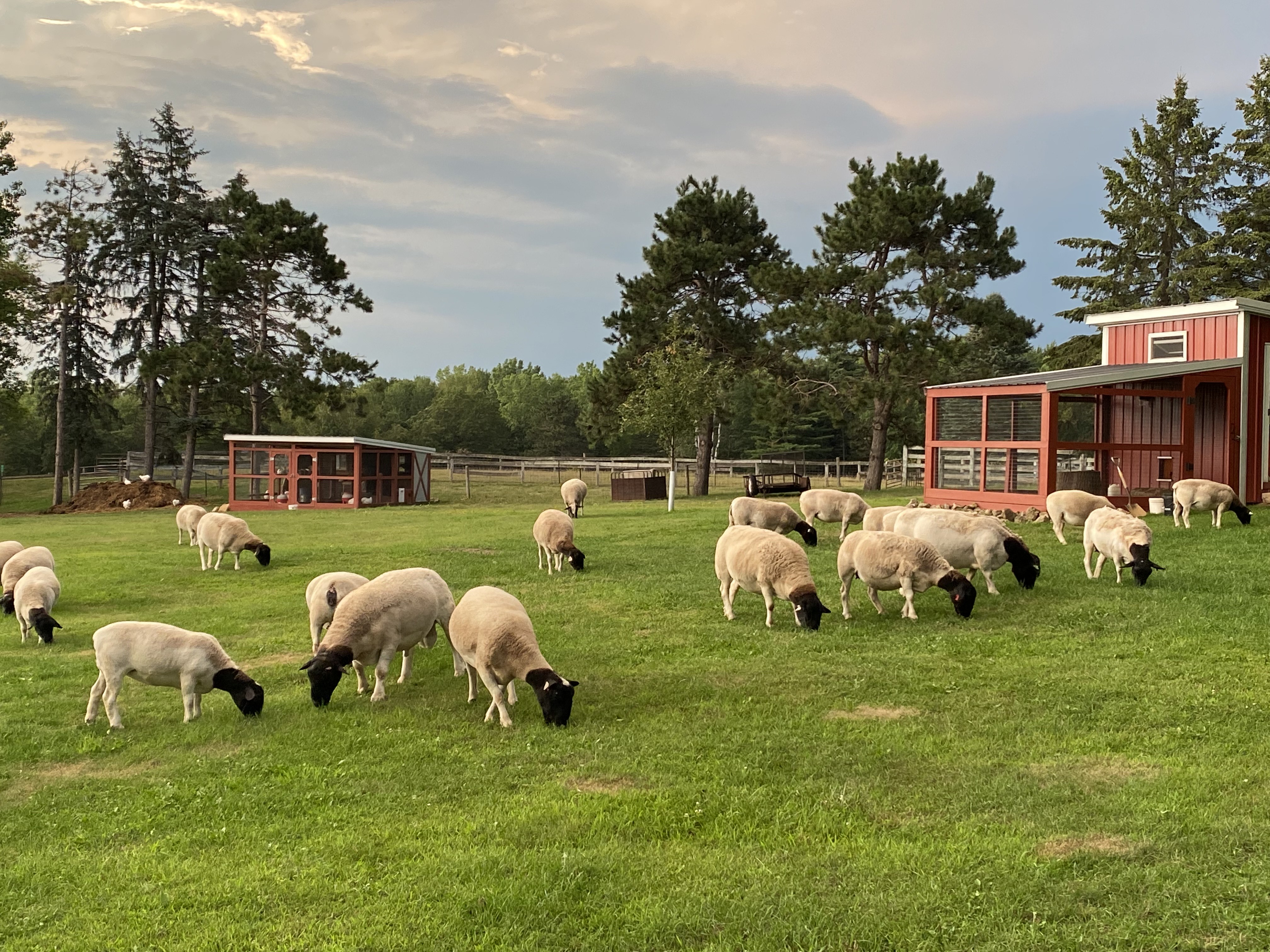 White Dorper sheep grazing at Afton Hills Farm