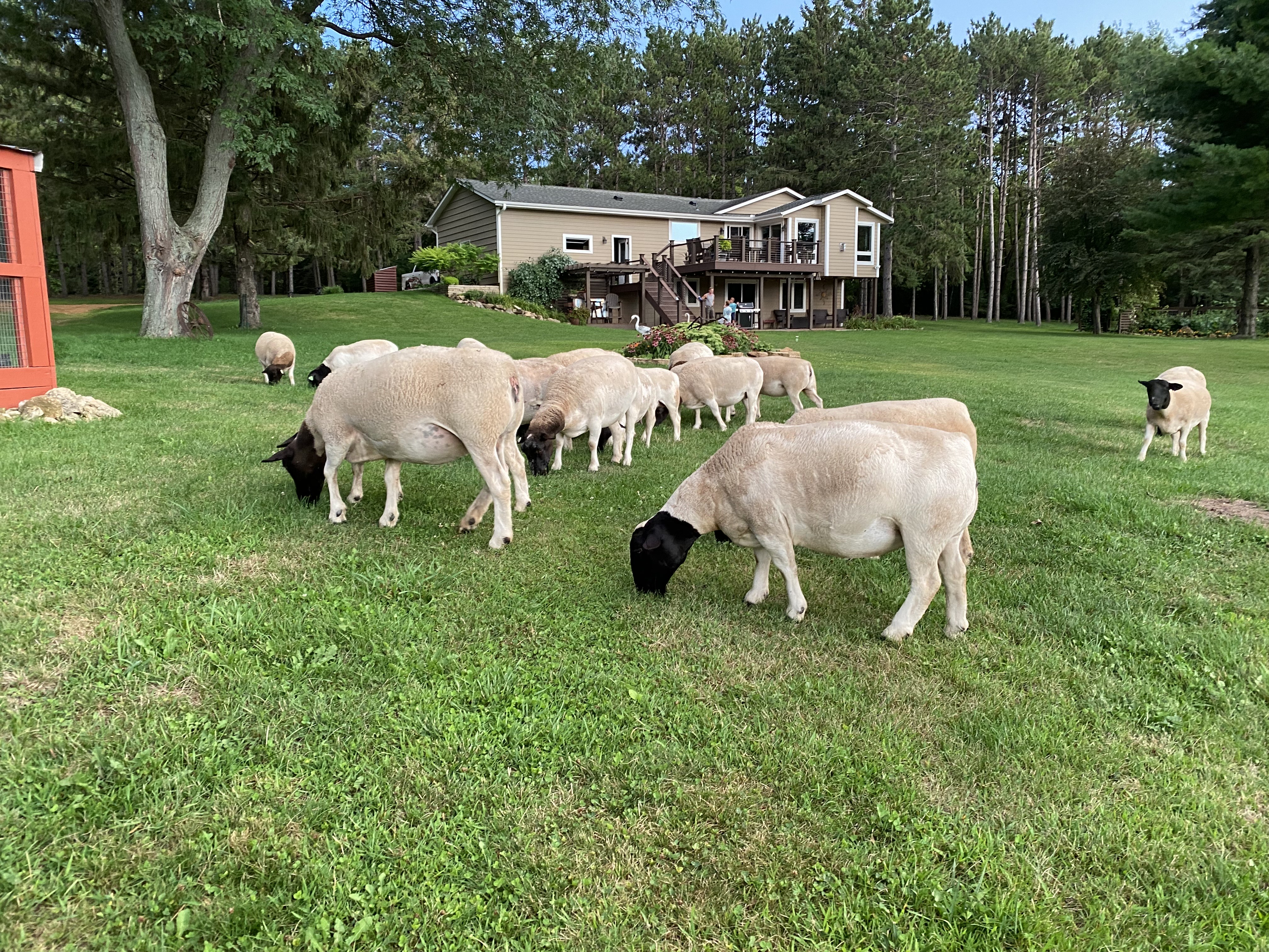 Sheep in pasture at Afton Hills Farm