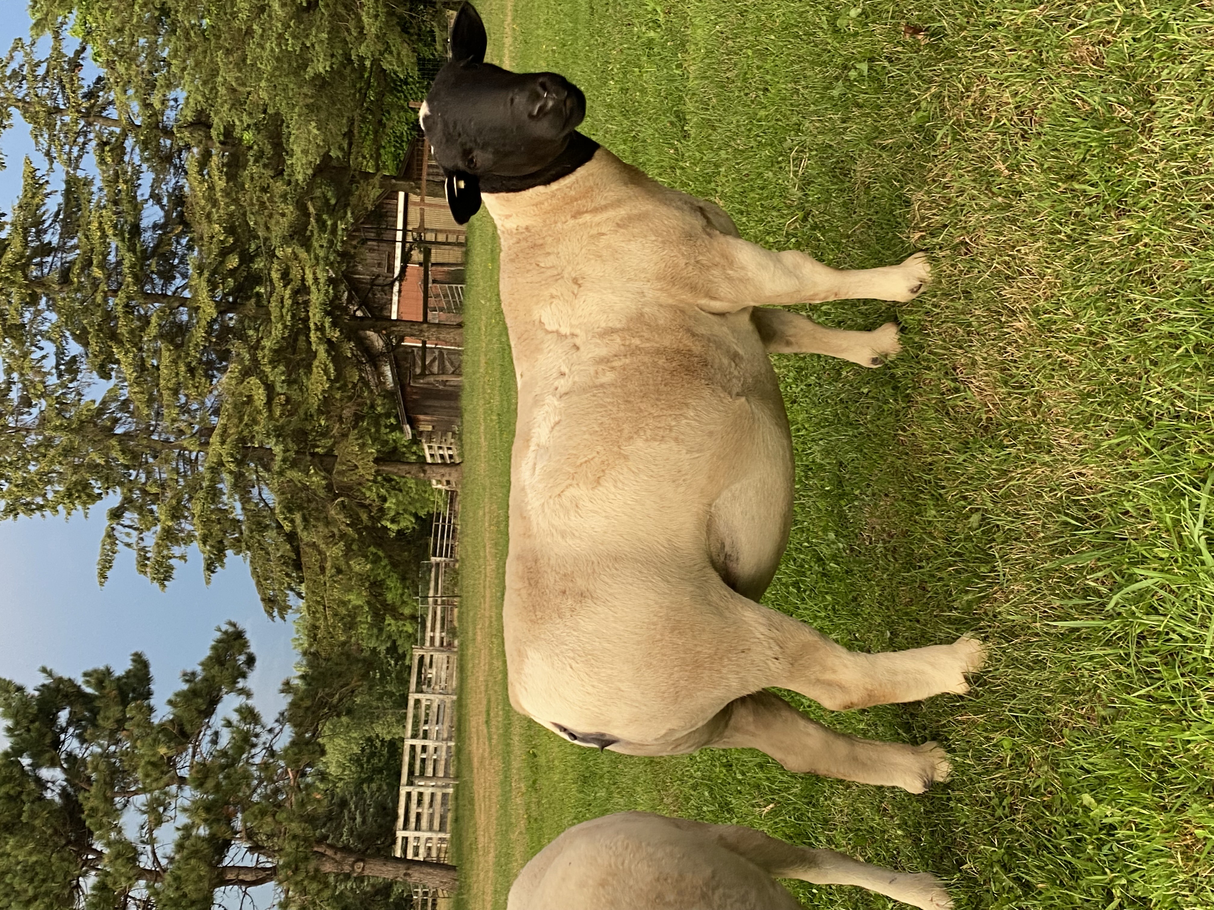Dorper sheep at Afton Hills Farm