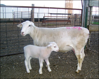 White Dorper Breed